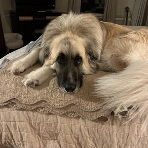 $10!!!!!Closet clean out. Look for 1/2 price and free shipping. Make an offer!